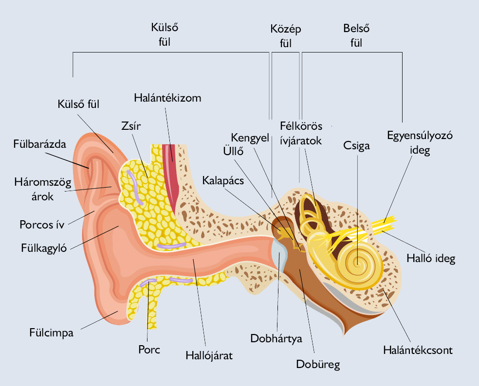 Fül anatómiája - Medicover Magánkórház
