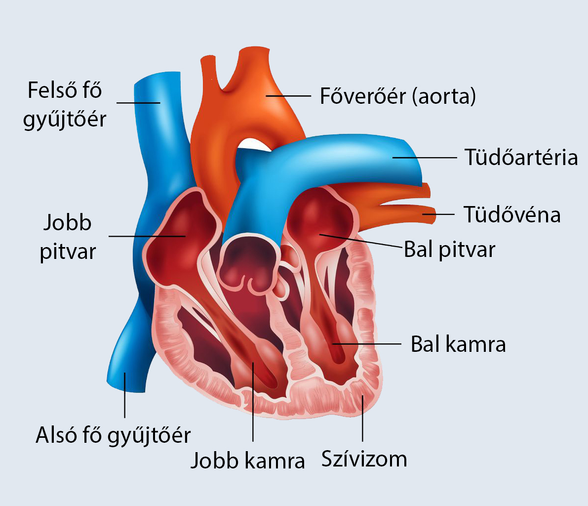 Az emberi szívfelépítése - Medicover Magánkórház