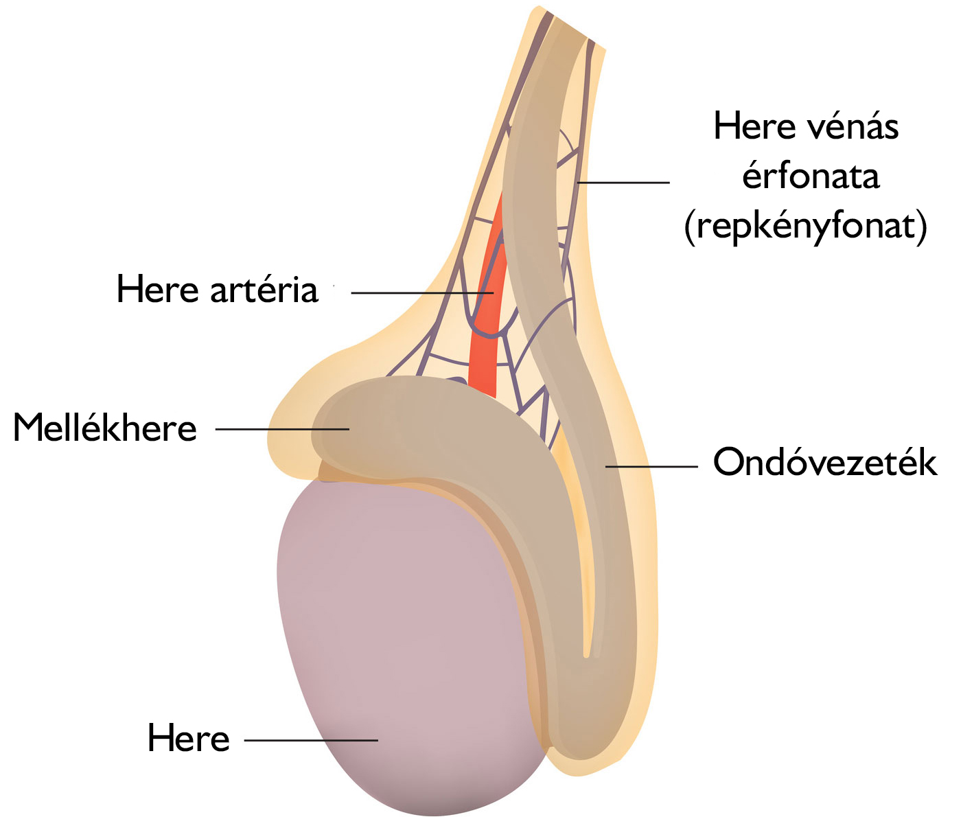 A here anatómiája